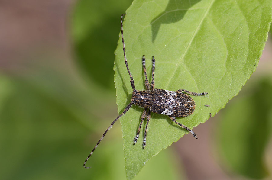 Cerambice da id. Mesosa nebulosa